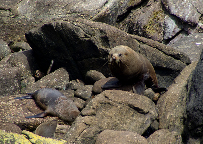 Tauranga Bay - Seal colony