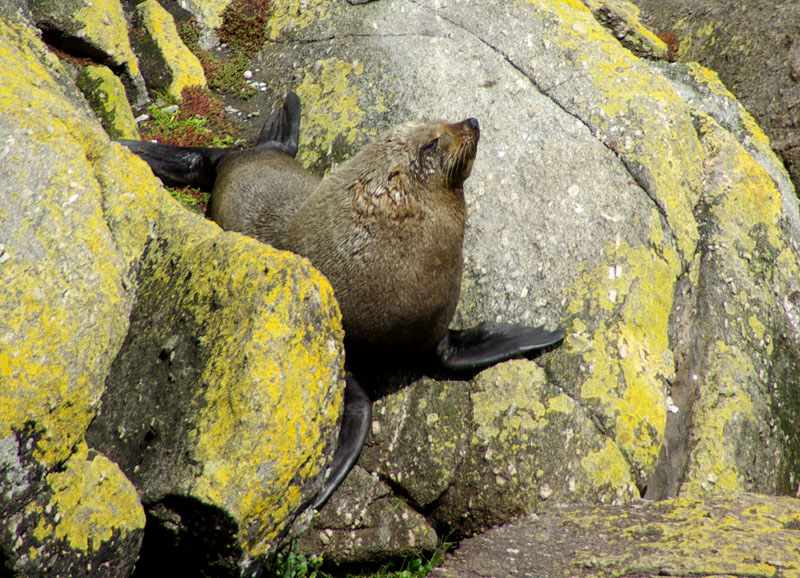 Tauranga Bay - Seal colony