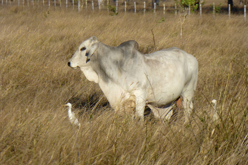 Cattle - boeuf musqué