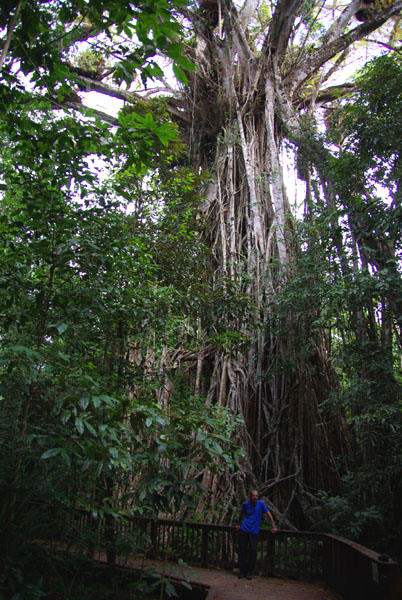 Cathedral fig tree - Tableland