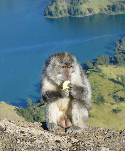 Macaque pique assiette