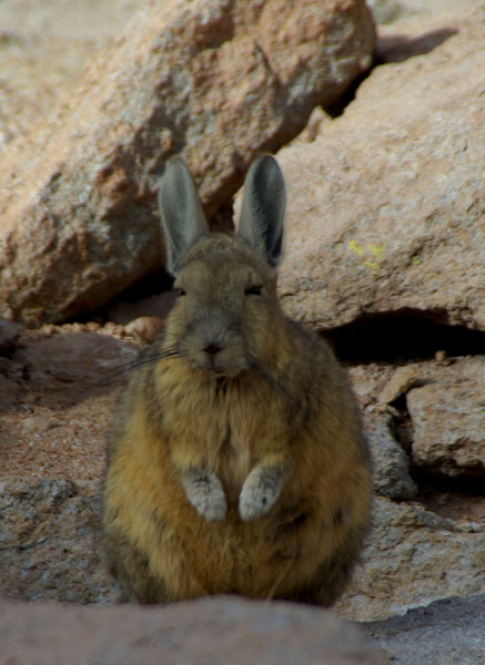 Viscacha - Lapin de Pâques