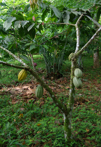 Plantation de  cacao