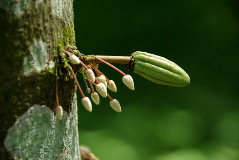 Fleurs et cabosse de cacaoyer