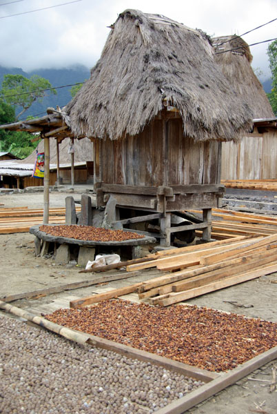 Nage village Ngada - fêves de cacao