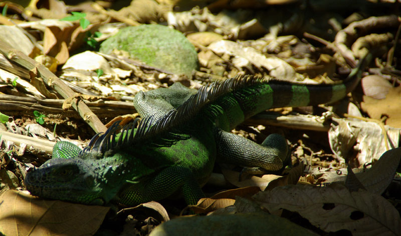 Iguane vert
