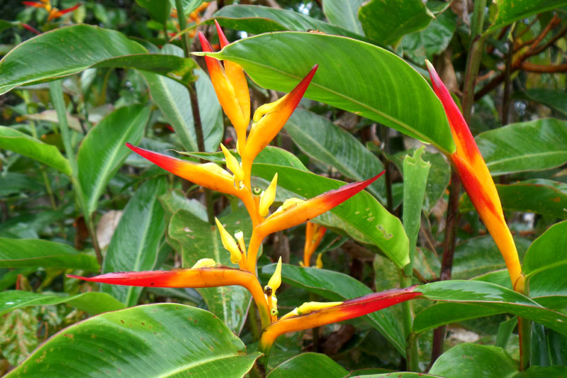 Flore - Amazonie équatorienne