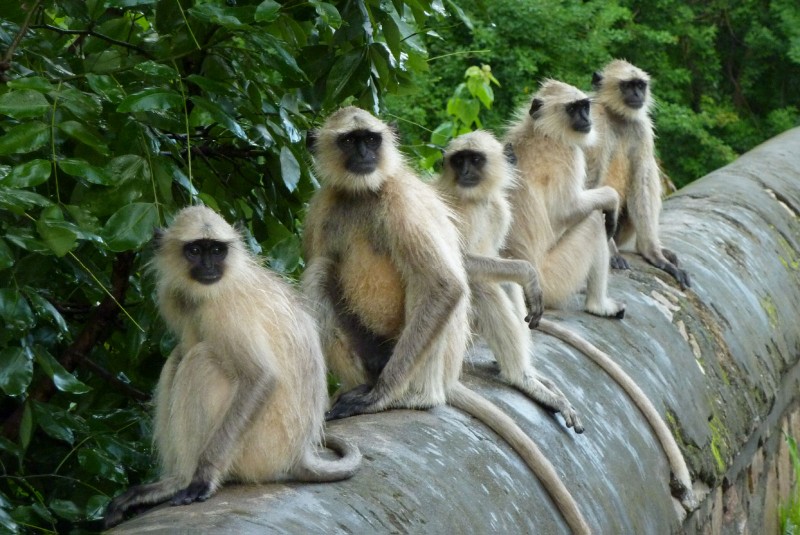 Macaques à Udaipur