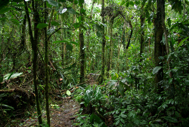 Amazonie équatorienne
