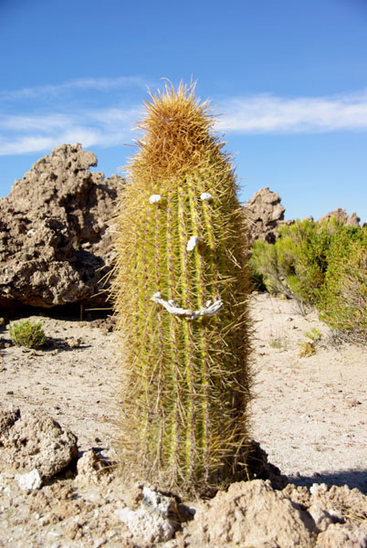 Sourire de cactus