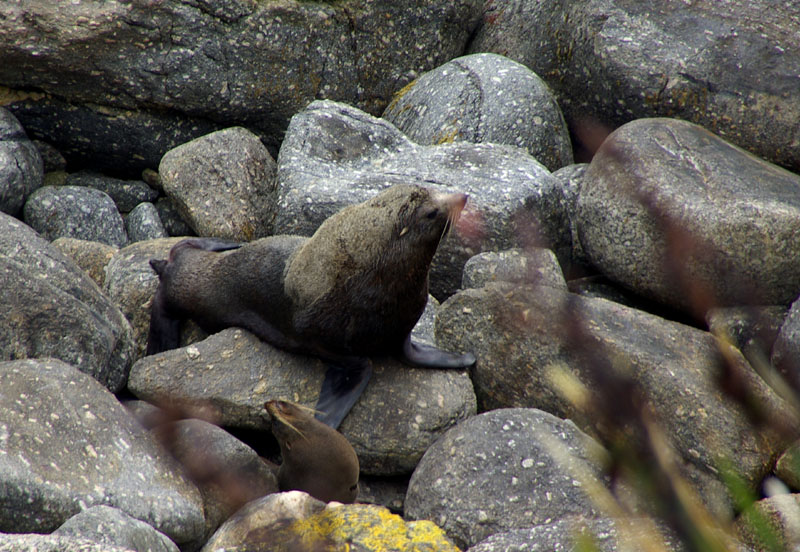 Cape Foulvind  - Seal colony