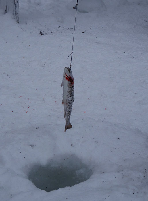 Pêche sous glace