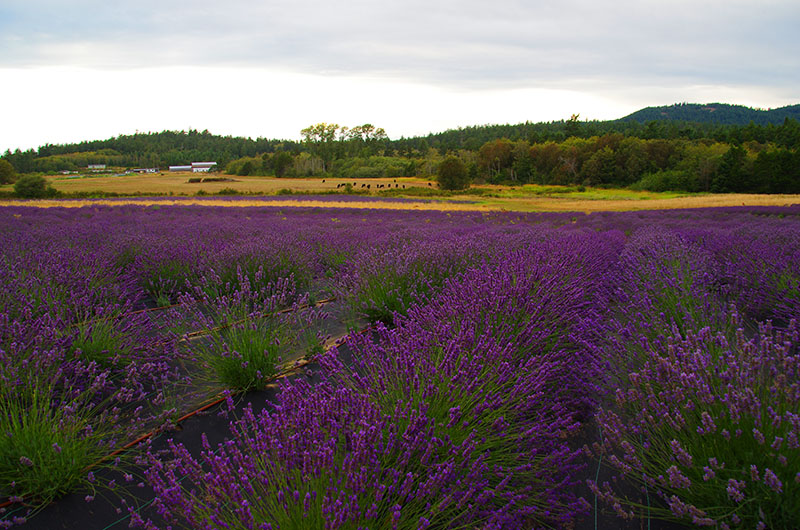 San Juan Island - Champ de lavande