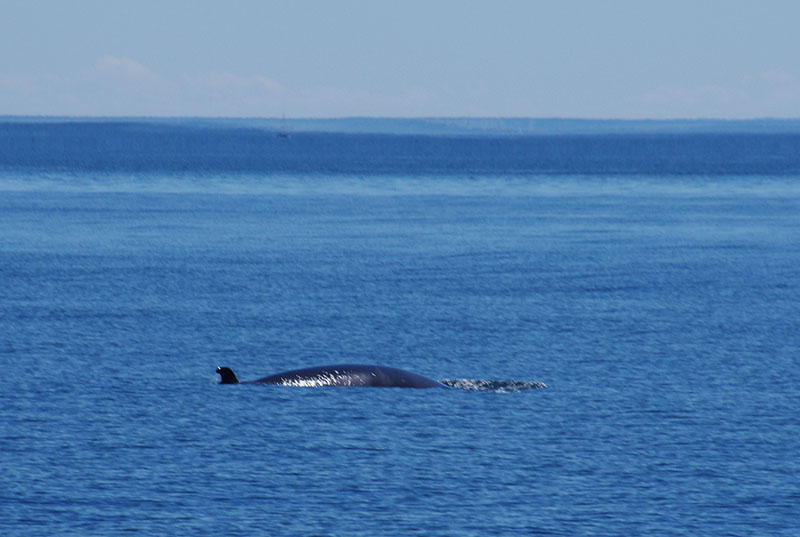 San Juan Island - Whale Watching