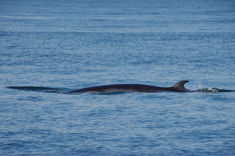 San Juan Island - Whale Watching