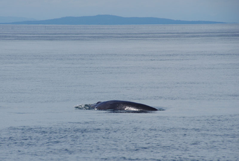 San Juan Island - Whale Watching