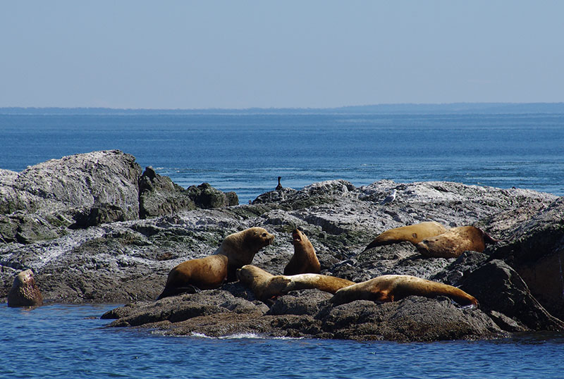 San Juan Island - Sea lions