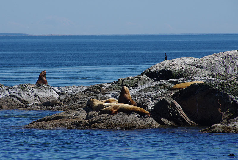 San Juan Island - Sea lions