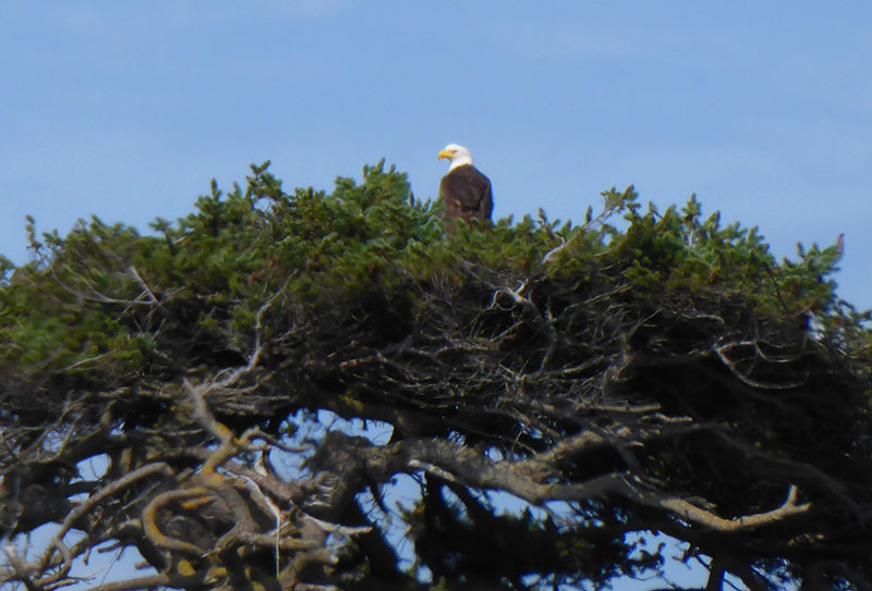 San Juan Island - Bald eagle