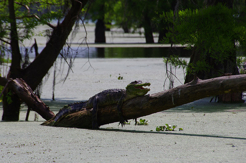  Lac Martin - Alligator d'Amérique