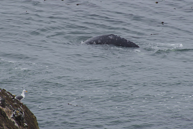 Depoe Bay - Gray whale