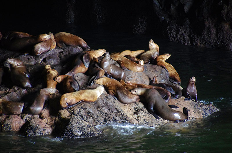 Florence -Sea lions cave