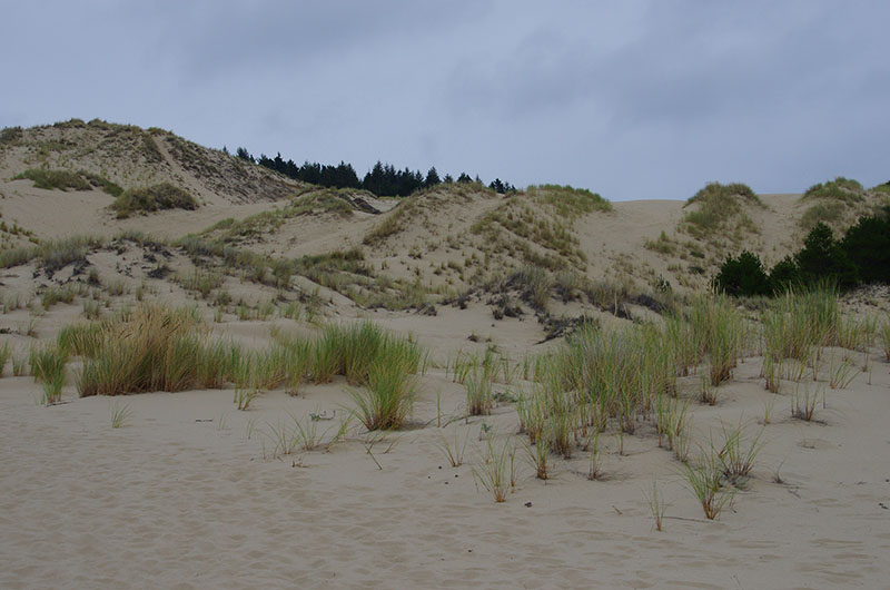Oregon Dunes NRA