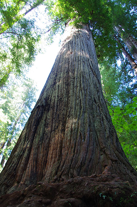 Redwood NP