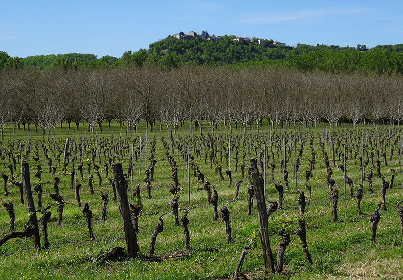 Vignoble du Cahors et noyers