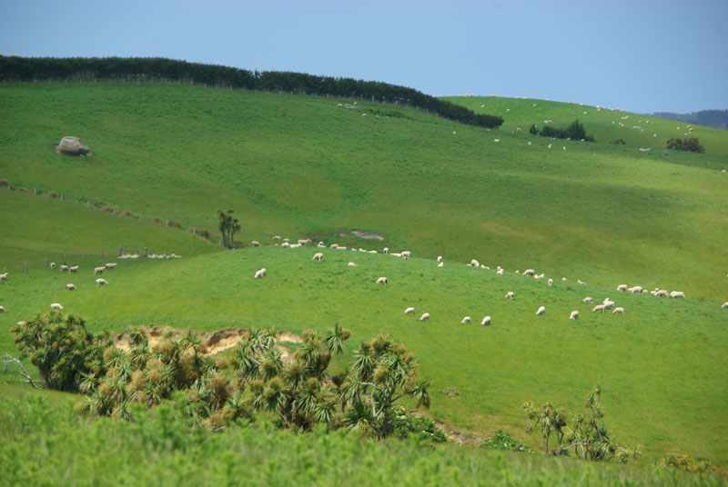 Moutons dans les Catlins
