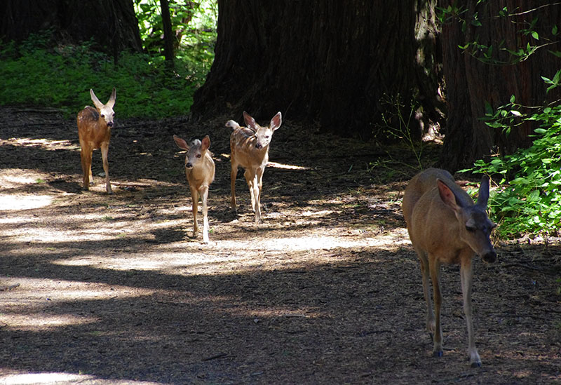 Yosemite NP - Mue deer family